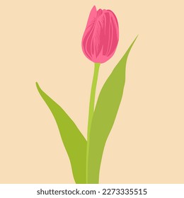 Colored flat vector illustration of  tulip. For cosmetic package design, medicinal herb, treating, half care, prints. Design element  for fabric, textile, clothing, wrapping paper, wallpaper