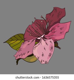 Colored floral vector drawing. Apple flowers on a gray background. Vector floral illustration.Colored floral element on a gray background. Can be used for printing, websites, textiles, wrapping paper.