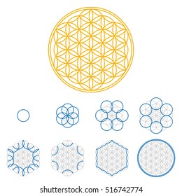 Colored Flower of Life development. An ancient symmetrical symbol, composed of multiple overlapping circles, starting by one single circle, forming a flower like pattern. Sacred geometry illustration.