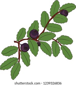 Colored fresh vector hand drawing simple food illustration blueberry or cowberry