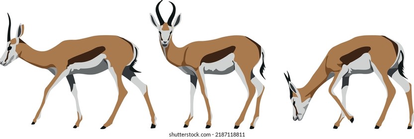 Colored gazelle walk, idle, and eat pose (vector)