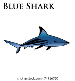 colored great blue/white shark vector illustration