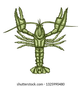 Colored green crayfish isolated on white background. Hand drawn sketch in vintage engraving style. Vector illustration of Arthropod. Water Zodiac Sign. Tattoo of a crustacean