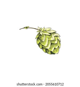 Colored green detailed image of single beer hops cone, engraving etched vector illustration isolated on white background. Hop plant part for beer labels.