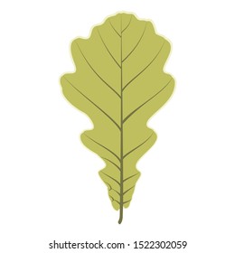 The colored green leaf of oak is isolated on white background.