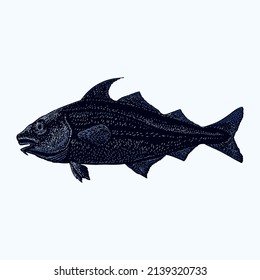 colored haddock fish illustration. object isolated on background. easy editable.