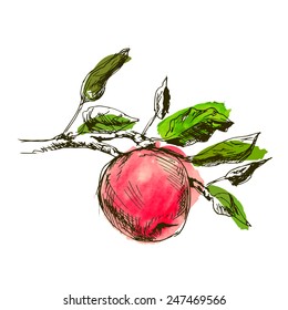 Colored hand drawing an apple. Vector illustration