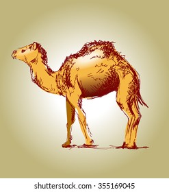 Colored hand drawing a camel