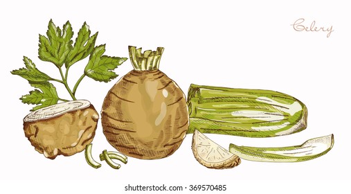 Colored Hand Drawing Celery