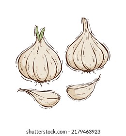 colored hand drawing garlic collection vector illustration