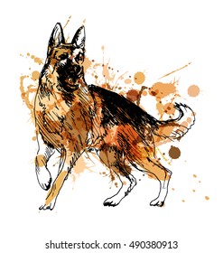 Colored hand drawing of a German Shepherd. Vector illustration