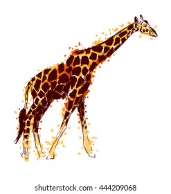 Colored hand drawing giraffe. Vector illustration