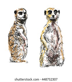 Colored hand drawing meerkats. Vector illustration