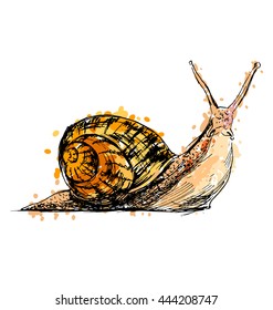 Colored hand drawing a snail. Vector illustration