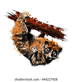 Colored hand drawing a Sunda slow loris. Vector illustration