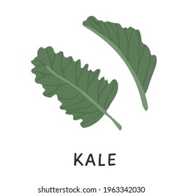 Colored hand drawings of Green Kale or Leaf cabbage. Fresh organic raw vegetable, cultivated crop isolated on white. Organic vegetable with vitamin for dietary healthy nutrition. Vector illustration.