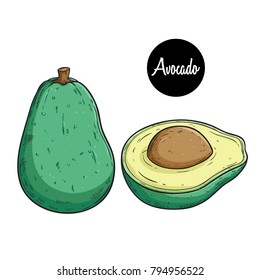 colored hand drawn avocado fresh fruit with text on white background