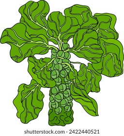 Colored Hand drawn brussels sprouts on white background. Vector vegetables illustration brussels cabbage 