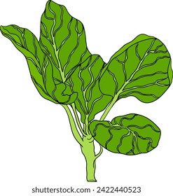 Colored Hand drawn brussels sprouts on white background. Vector vegetables illustration brussels cabbage 