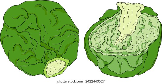 Colored Hand drawn brussels sprouts on white background. Vector vegetables illustration brussels cabbage 