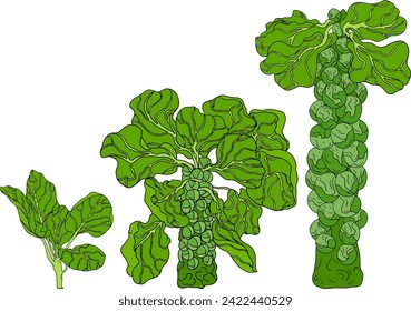 Colored Hand drawn brussels sprouts on white background. Vector vegetables illustration brussels cabbage 