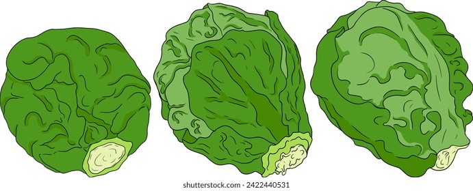 Colored Hand drawn brussels sprouts on white background. Vector vegetables illustration brussels cabbage 