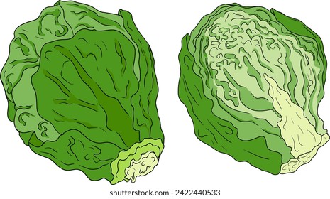 Colored Hand drawn brussels sprouts on white background. Vector vegetables illustration brussels cabbage 