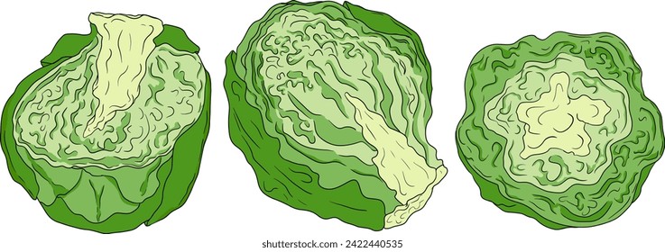 Colored Hand drawn brussels sprouts on white background. Vector vegetables illustration brussels cabbage 