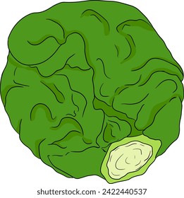 Colored Hand drawn brussels sprouts on white background. Vector vegetables illustration brussels cabbage 