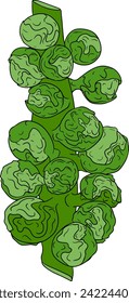 Colored Hand drawn brussels sprouts on white background. Vector vegetables illustration brussels cabbage 