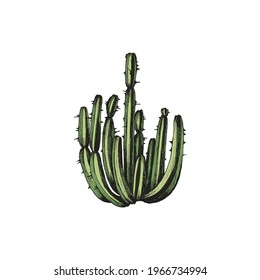 Colored hand drawn cactus with long stems, engraved vector illustration isolated on white background. Desert succulent plant known as cactus or cacti.