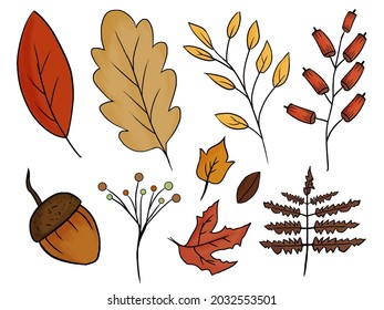 Colored hand drawn collection of different autumn leaves isolated in a white background