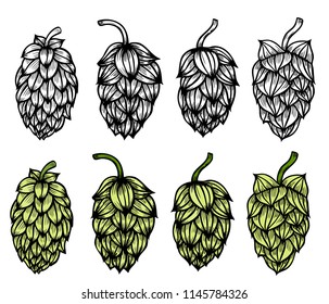 Colored Hand drawn engraving style Hops set. Common hop or Humulus lupulus branch with leaves and cones. Vector illustration