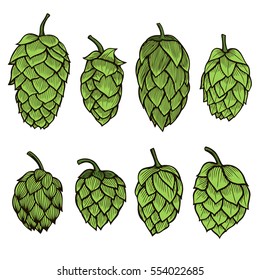 Colored Hand drawn engraving style Hops set. Common hop or Humulus lupulus branch with leaves and cones. Vector illustration