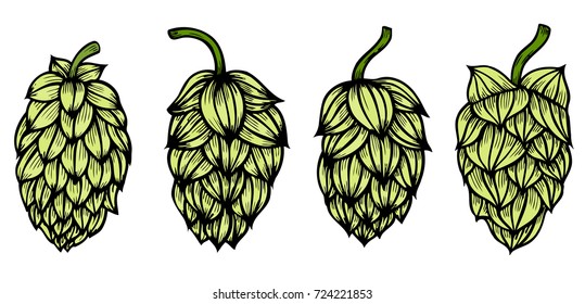 Colored Hand drawn engraving style Hops set. Common hop or Humulus lupulus branch with leaves and cones. Vector illustration