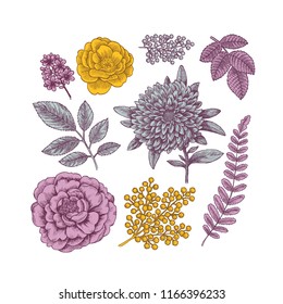 Hierba coloreada a mano y conjunto de flores. Flores de estilo vintage grabado. Ilustración del vector