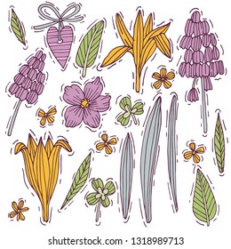 Colored hand drawn herb and flower set mouse hyacinth and crocus with violet. Engraved style flowers. Vector illustration