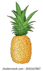 A colored hand drawn pineapple fruit