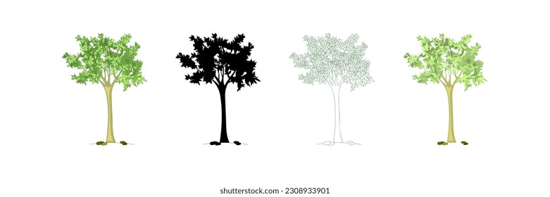 Colored hand drawn tree and tree silhouette