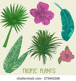 Colored hand drawn tropic plants set