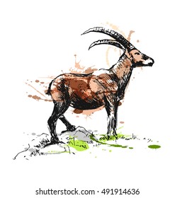 Colored hand sketch Capricorn. Vector illustration