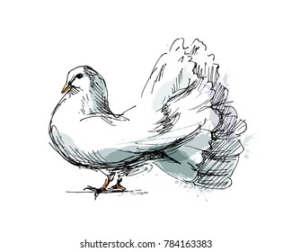 Colored hand sketch dove. Vector illustration