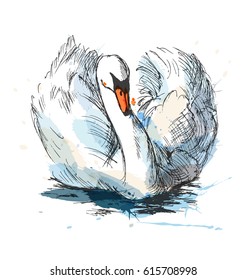 Colored hand sketch floating swans. Vector illustration