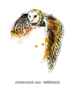 Colored hand sketch flying owl