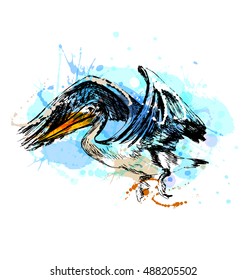 Colored Hand Sketch Of A Flying Pelican. Vector Illustration