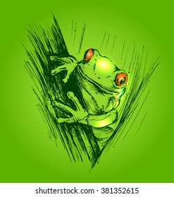 Colored hand sketch frogs
