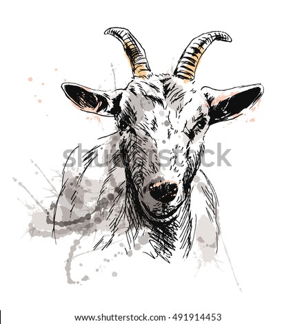 Colored hand sketch of goat head. Vector illustration