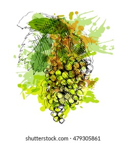 Colored hand sketch grapes. Vector illustration