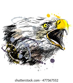 Colored hand sketch head bald eagles. Vector illustration