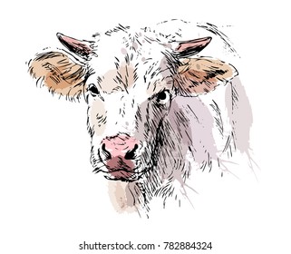 Colored hand sketch head cow. Vector illustration